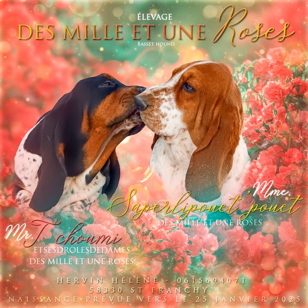 chiot Basset Hound Des Mille Et Une Roses