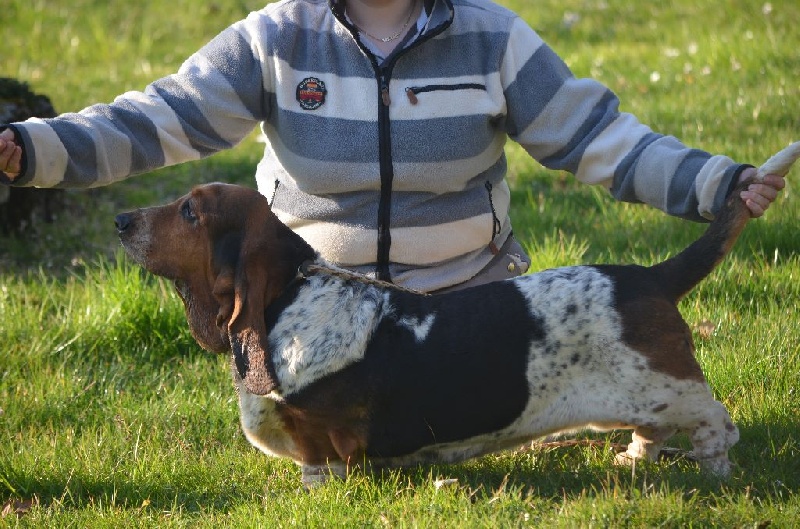 Enza du Haras de la Vergne