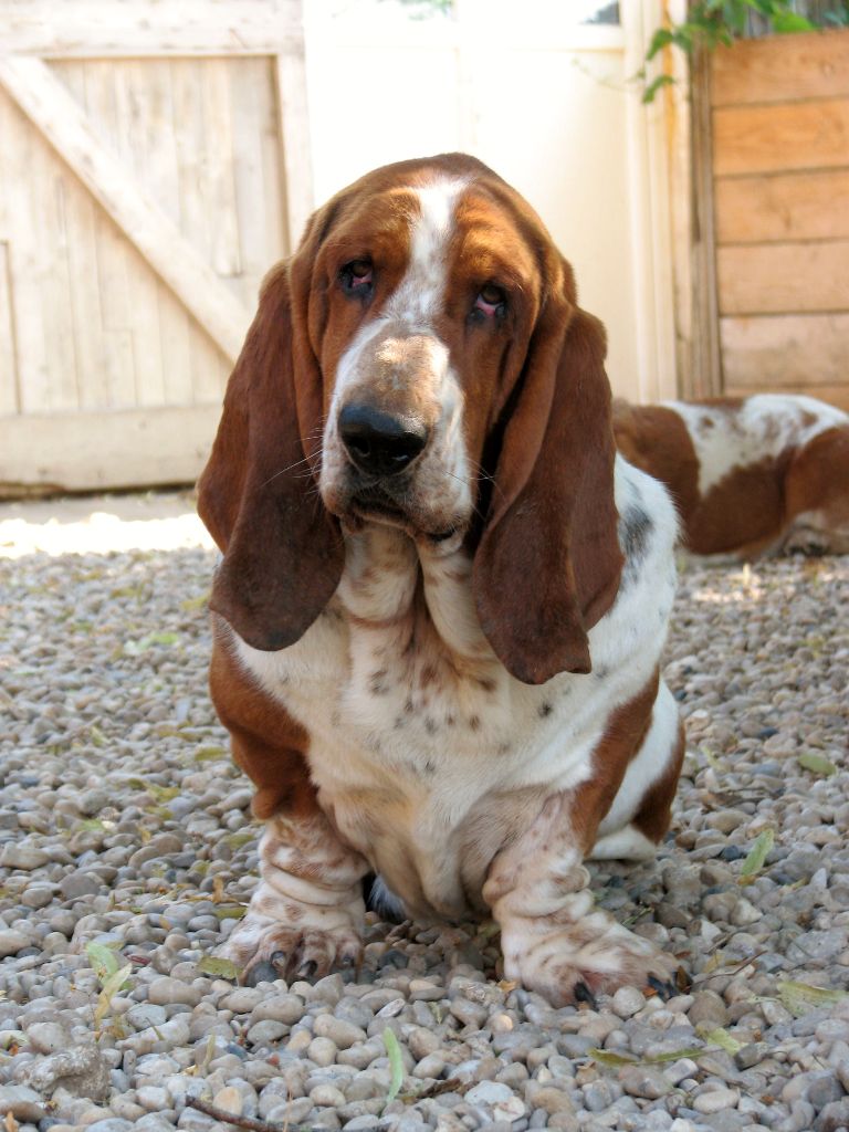 Leonard Des Mille Et Une Roses