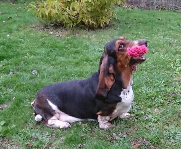 Nutella Des Mille Et Une Roses