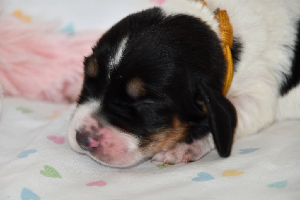 Des Mille Et Une Roses - Chiots disponibles - Basset Hound