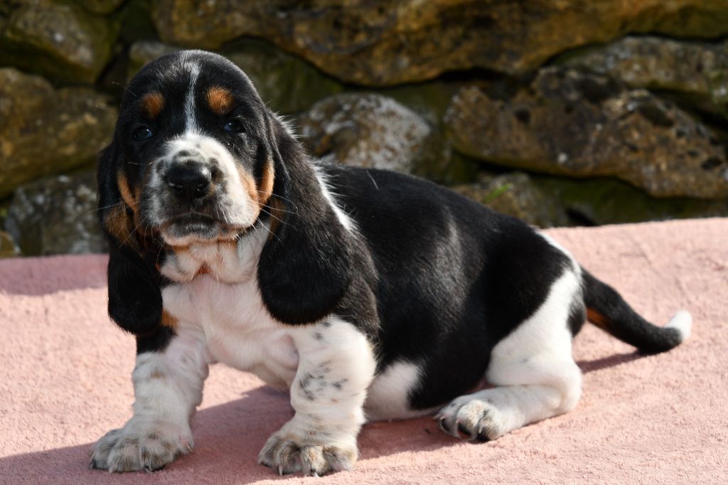 Des Mille Et Une Roses - Chiots disponibles - Basset Hound