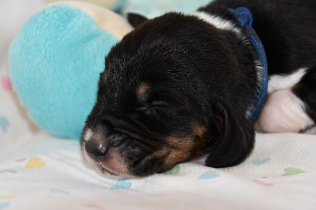 Des Mille Et Une Roses - Chiots disponibles - Basset Hound