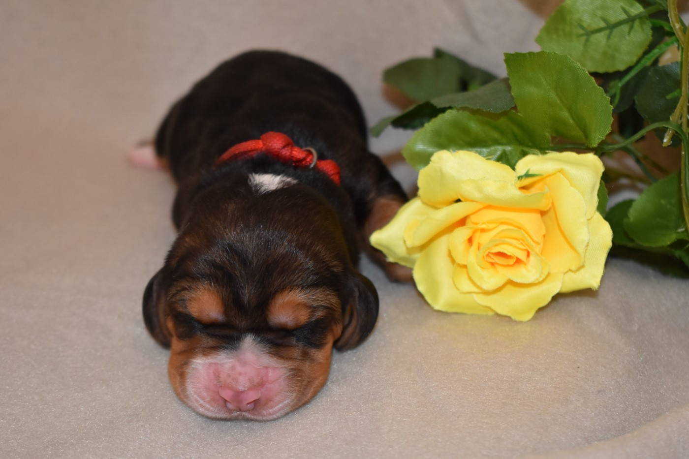Des Mille Et Une Roses - Chiots disponibles - Basset Hound
