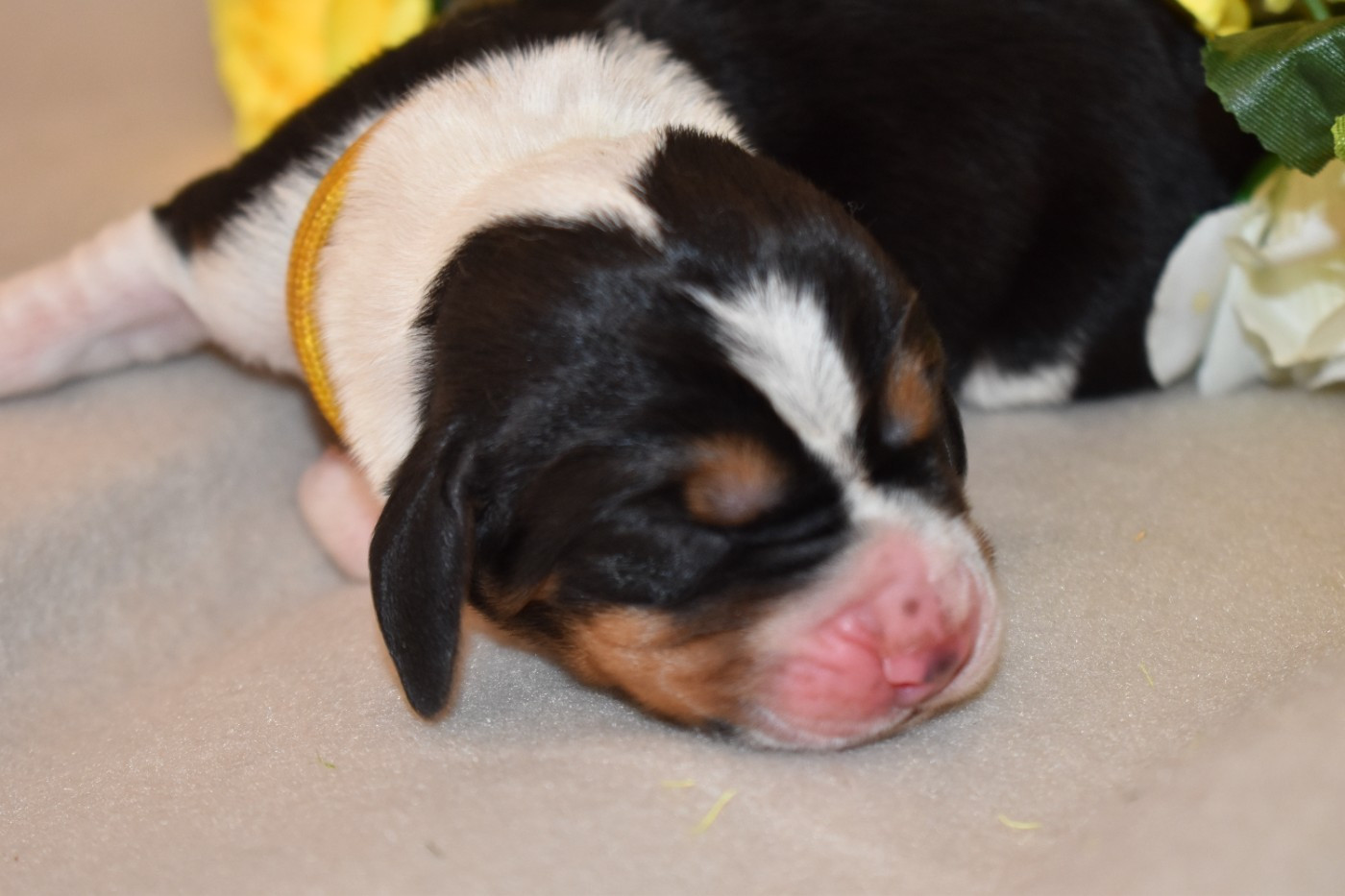 Des Mille Et Une Roses - Chiots disponibles - Basset Hound