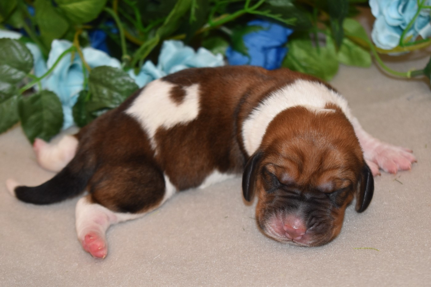 Des Mille Et Une Roses - Chiots disponibles - Basset Hound