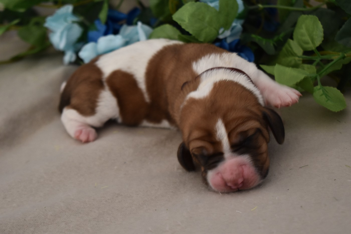 Des Mille Et Une Roses - Chiots disponibles - Basset Hound