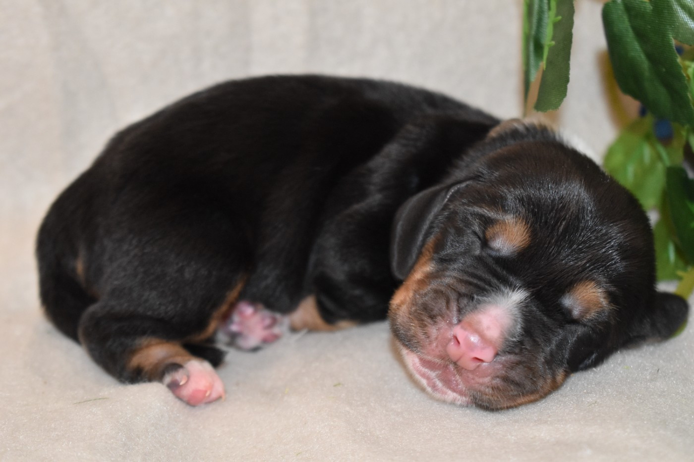 Des Mille Et Une Roses - Chiots disponibles - Basset Hound