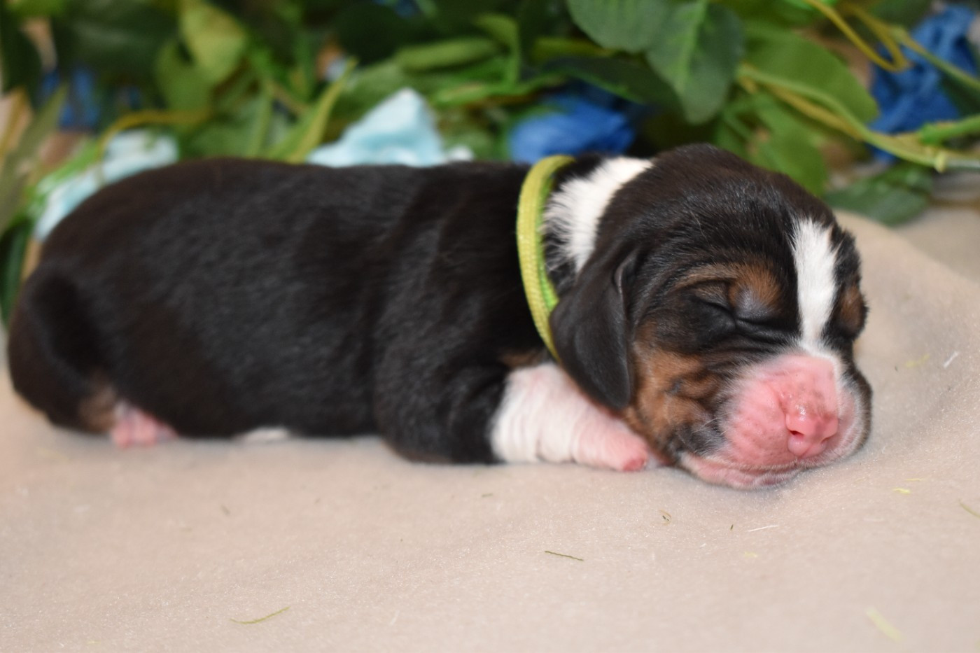 Des Mille Et Une Roses - Chiots disponibles - Basset Hound