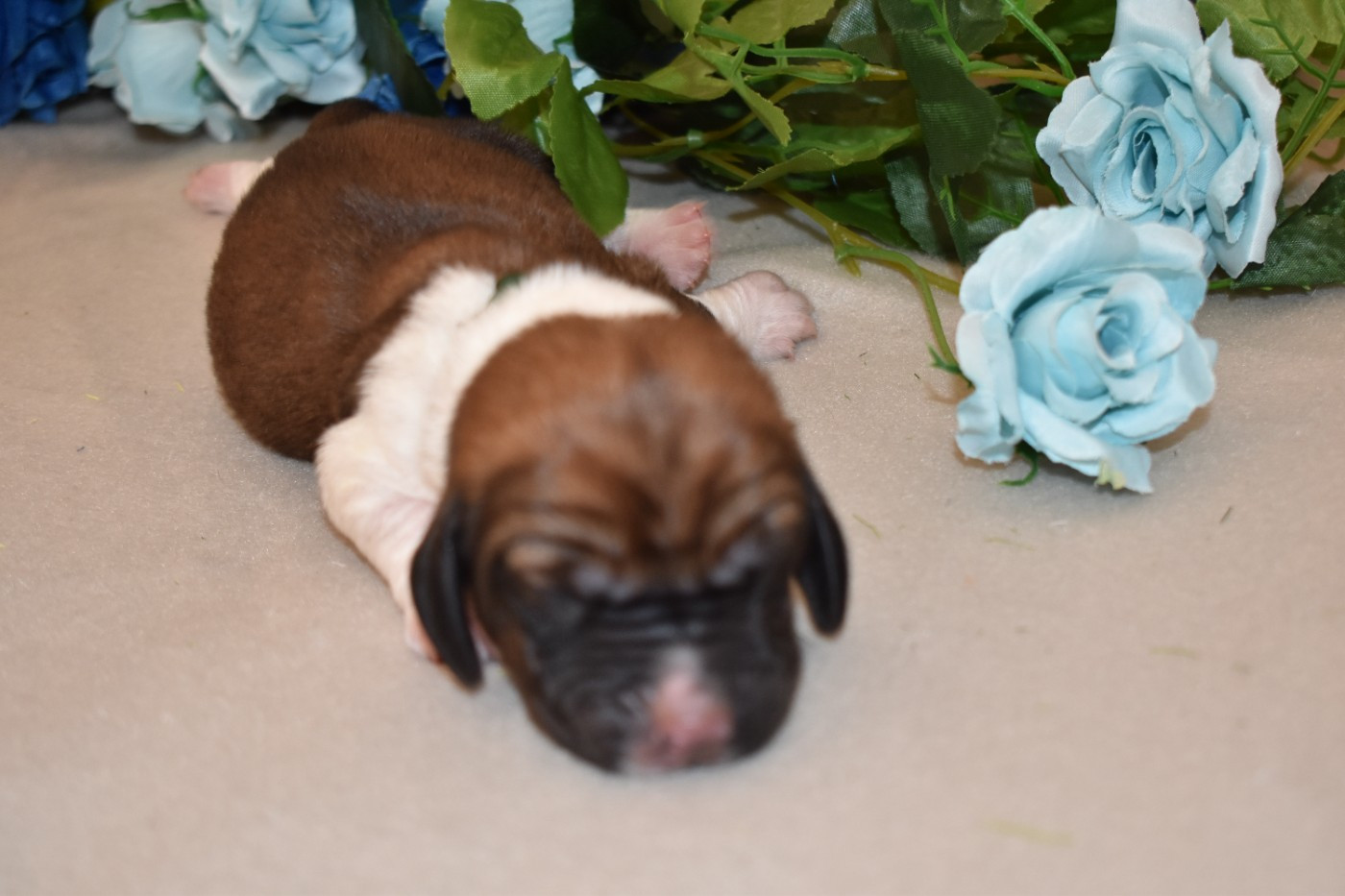 Des Mille Et Une Roses - Chiots disponibles - Basset Hound