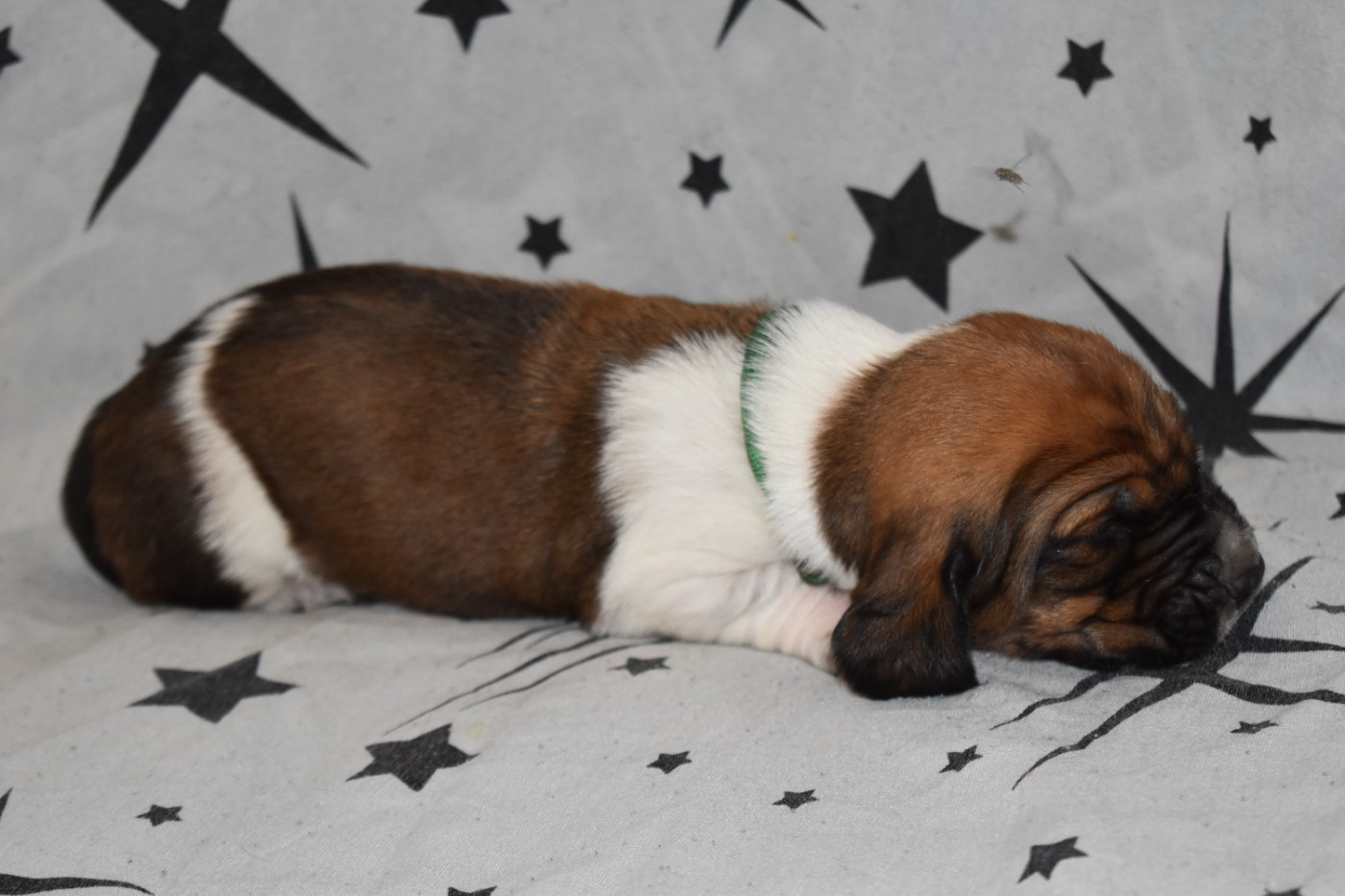 Des Mille Et Une Roses - Chiots disponibles - Basset Hound