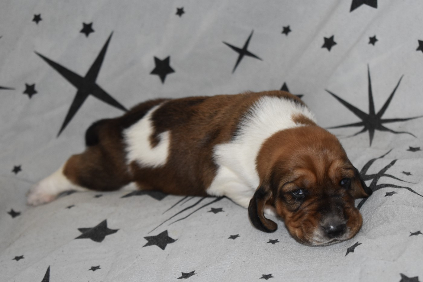 Des Mille Et Une Roses - Chiots disponibles - Basset Hound