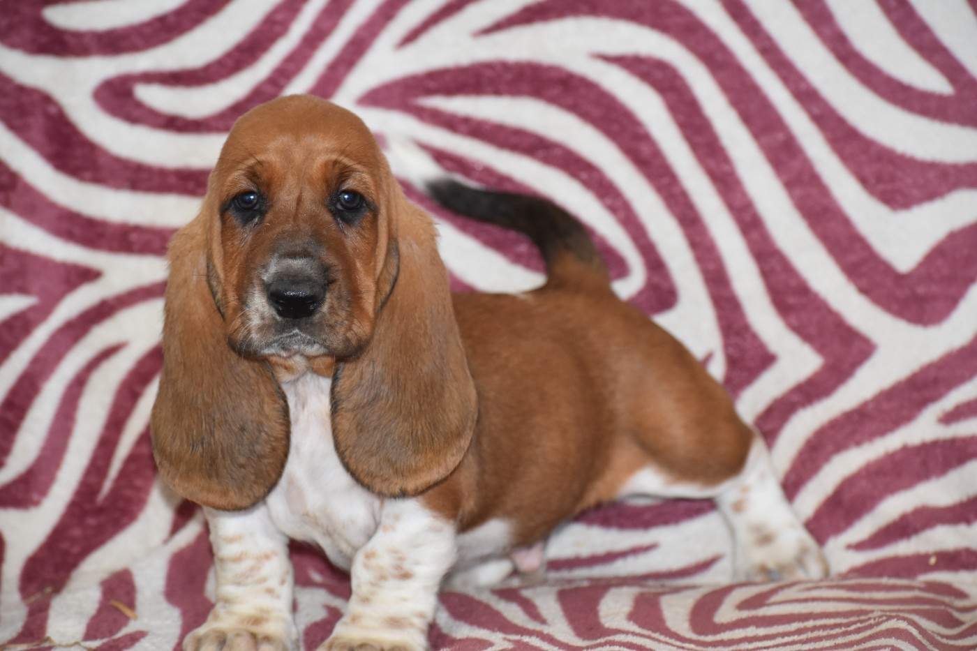 Des Mille Et Une Roses - Chiots disponibles - Basset Hound