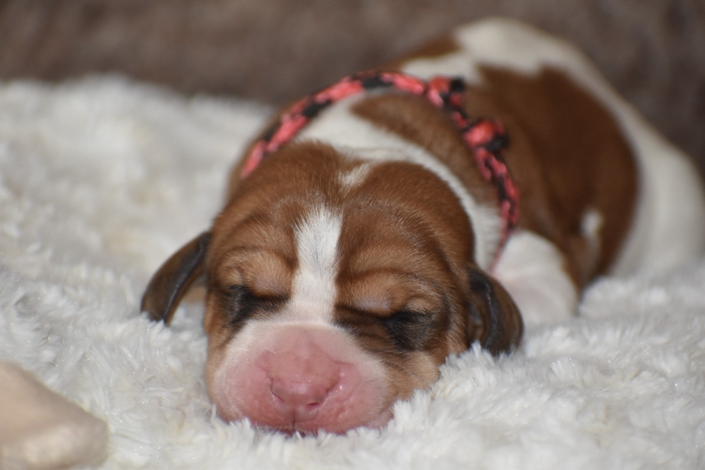 Des Mille Et Une Roses - Chiots disponibles - Basset Hound