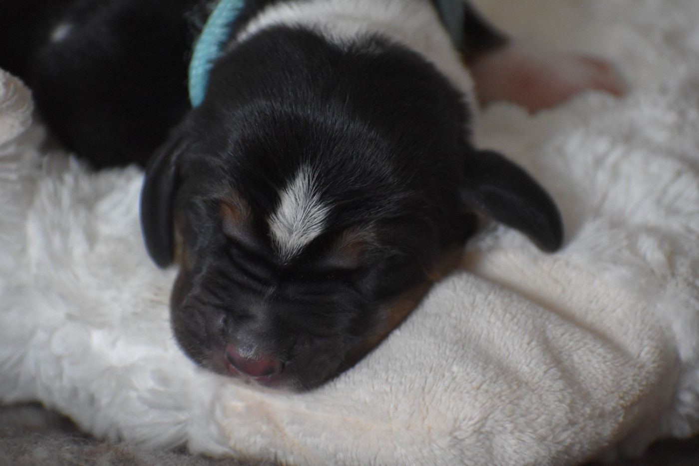 Des Mille Et Une Roses - Chiots disponibles - Basset Hound