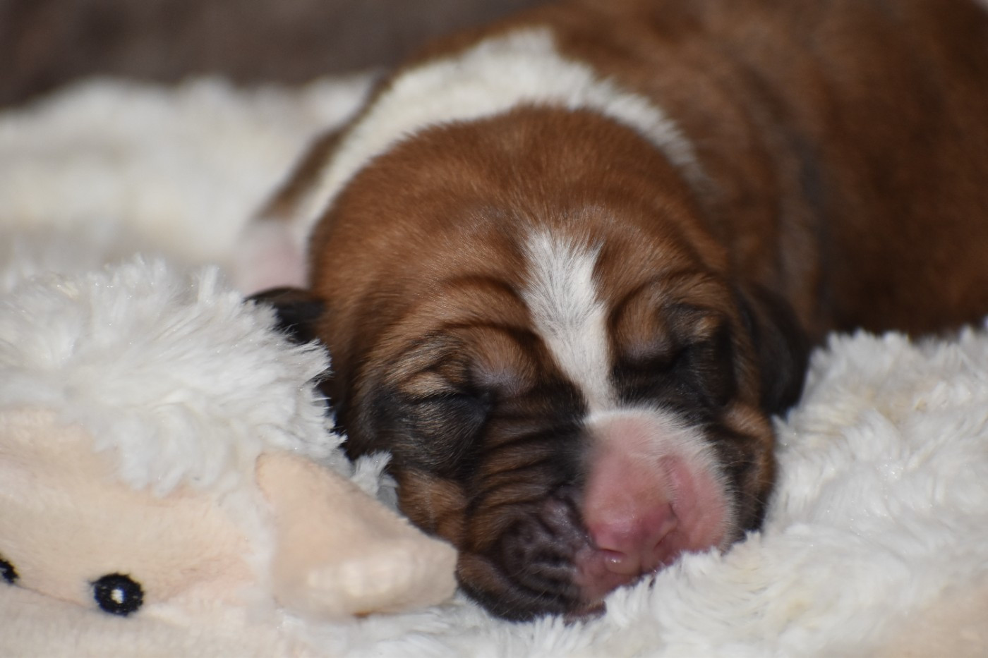 Des Mille Et Une Roses - Chiots disponibles - Basset Hound