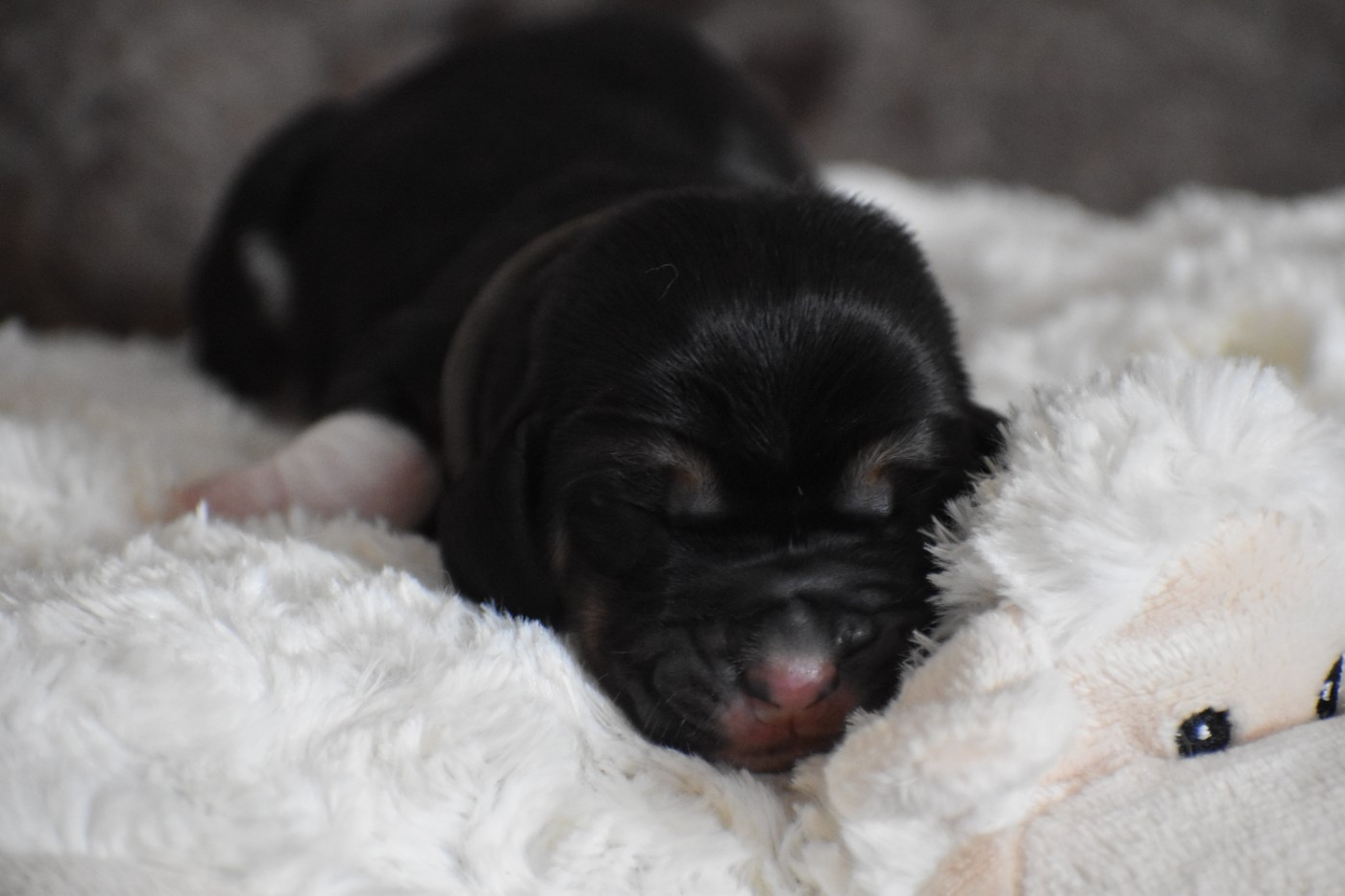 Des Mille Et Une Roses - Chiots disponibles - Basset Hound