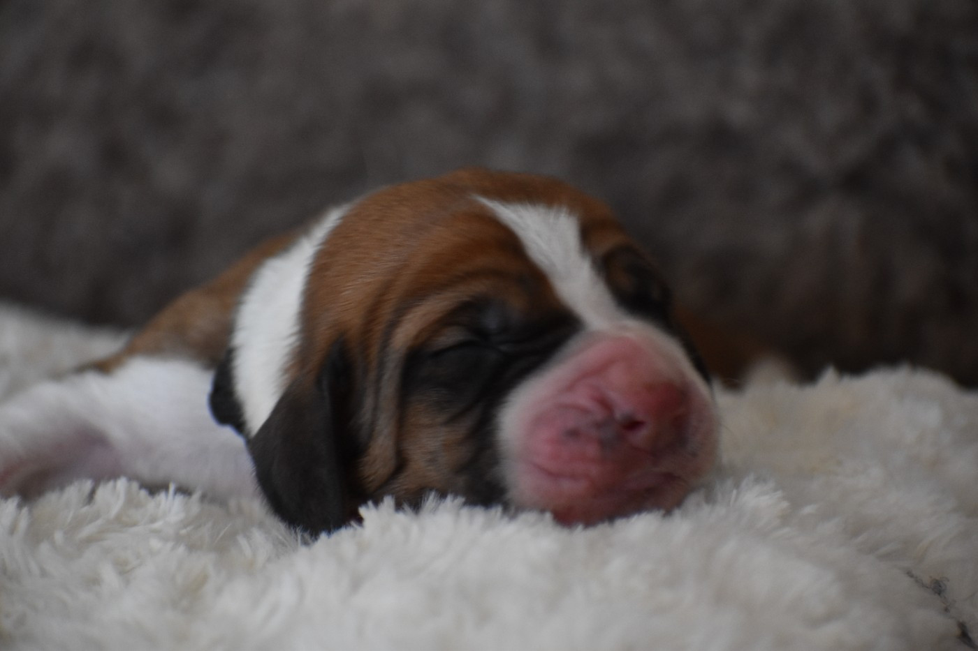 Des Mille Et Une Roses - Chiots disponibles - Basset Hound