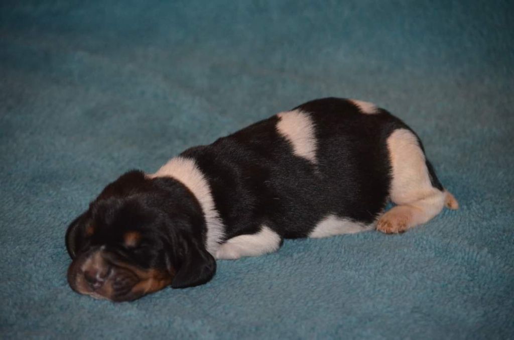 Des Mille Et Une Roses - Basset Hound - Portée née le 19/12/2022