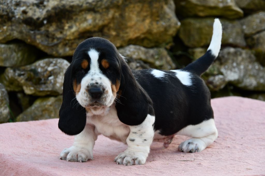 Des Mille Et Une Roses - Chiots disponibles - Basset Hound