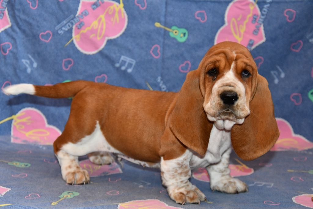 Des Mille Et Une Roses - Chiots disponibles - Basset Hound