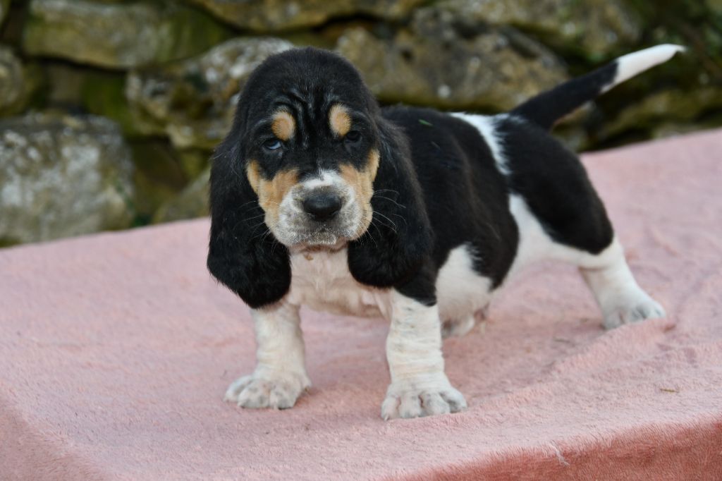 Des Mille Et Une Roses - Chiots disponibles - Basset Hound
