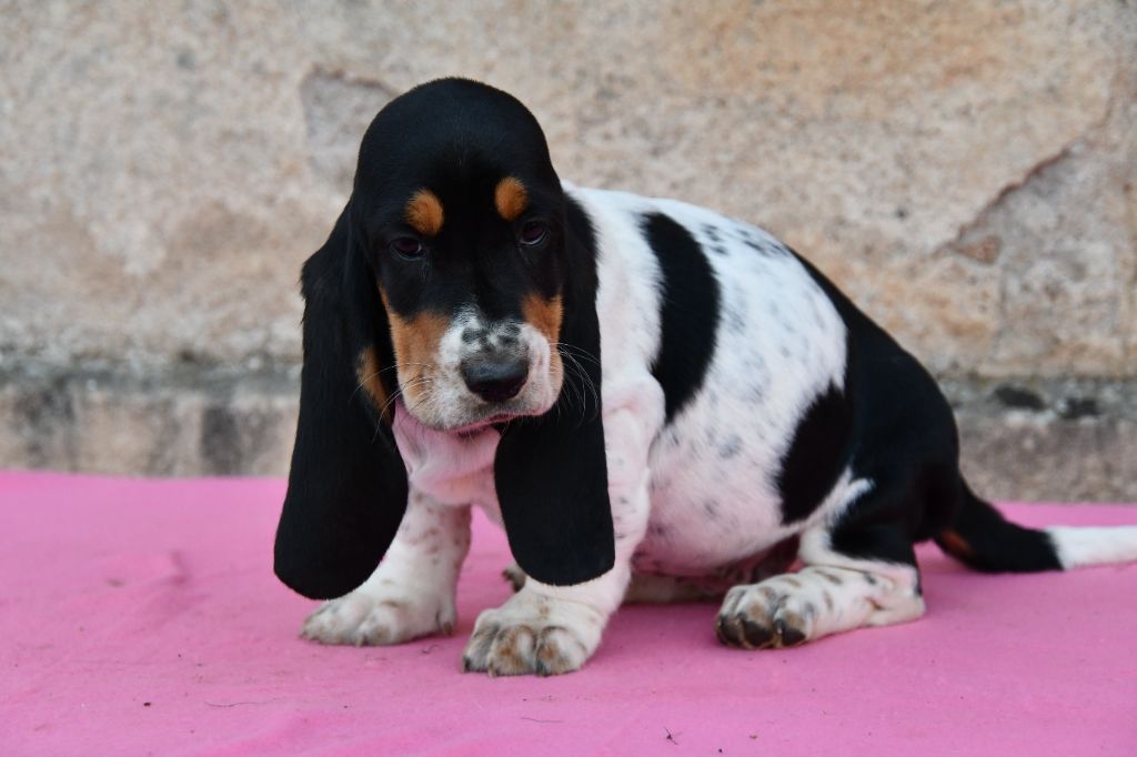 Des Mille Et Une Roses - Chiots disponibles - Basset Hound