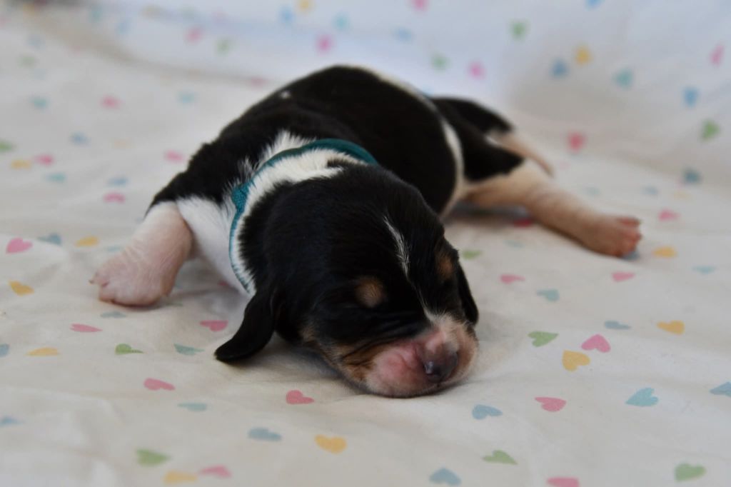 Des Mille Et Une Roses - Chiots disponibles - Basset Hound
