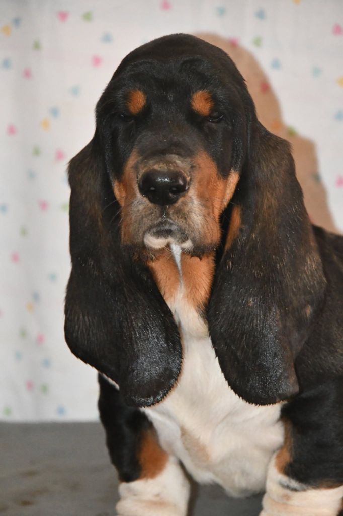 Des Mille Et Une Roses - Chiots disponibles - Basset Hound