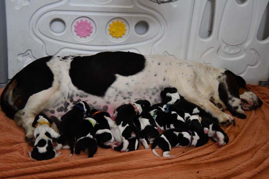 Chiot Basset Hound Des Mille Et Une Roses