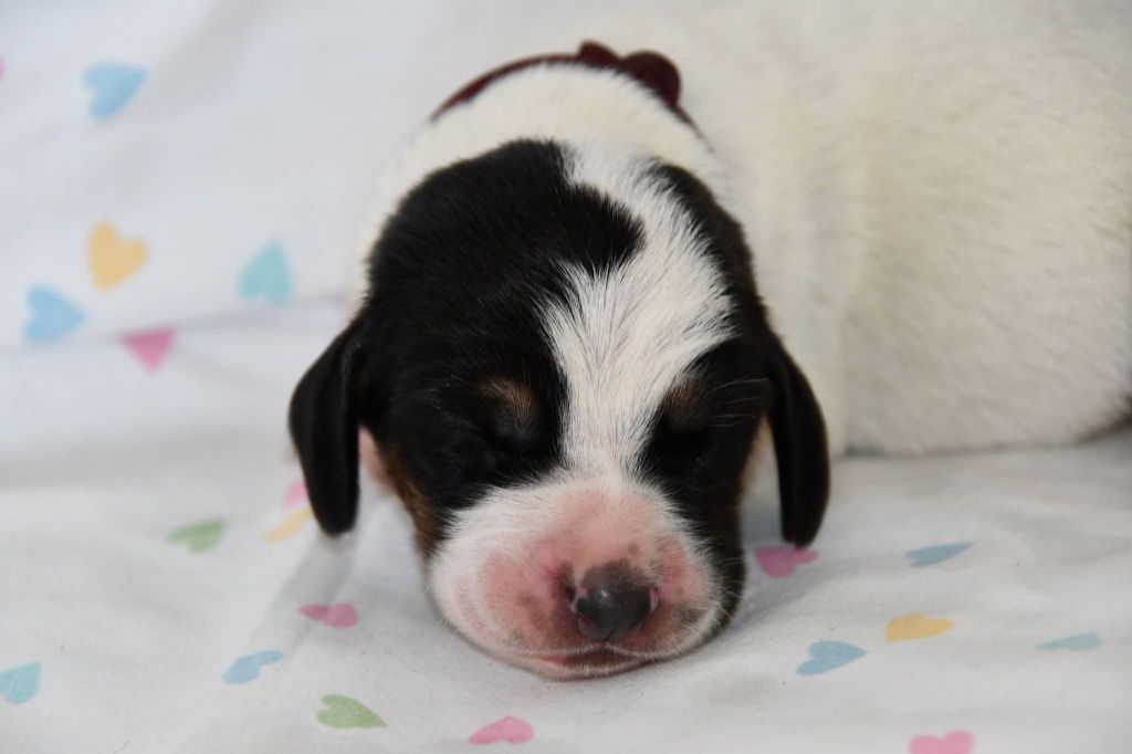 Des Mille Et Une Roses - Chiots disponibles - Basset Hound