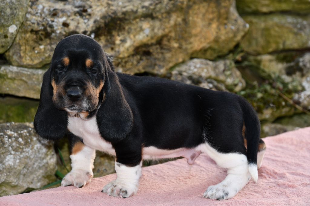 Des Mille Et Une Roses - Chiots disponibles - Basset Hound