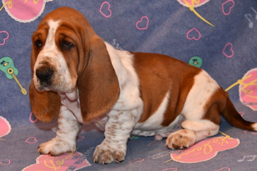 Des Mille Et Une Roses - Chiots disponibles - Basset Hound