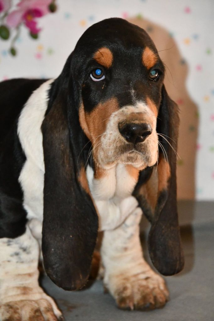 Des Mille Et Une Roses - Chiots disponibles - Basset Hound