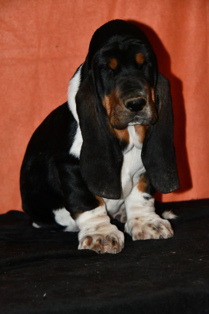 Des Mille Et Une Roses - Chiots disponibles - Basset Hound