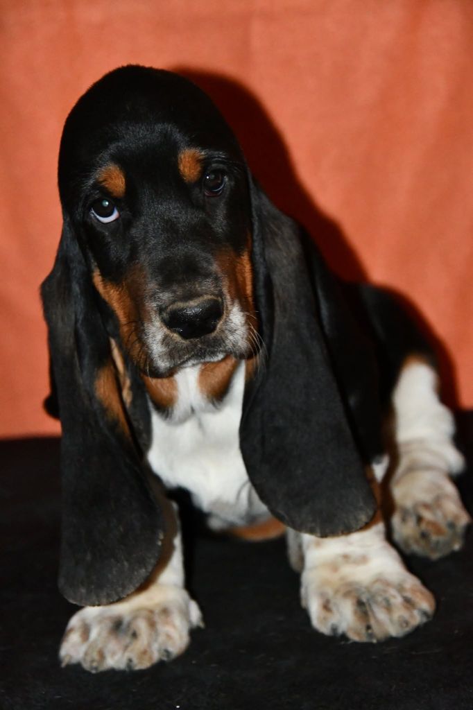 Des Mille Et Une Roses - Chiots disponibles - Basset Hound