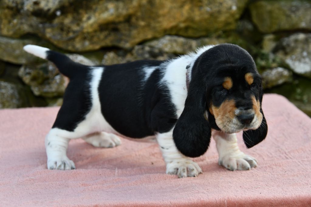 Des Mille Et Une Roses - Chiots disponibles - Basset Hound