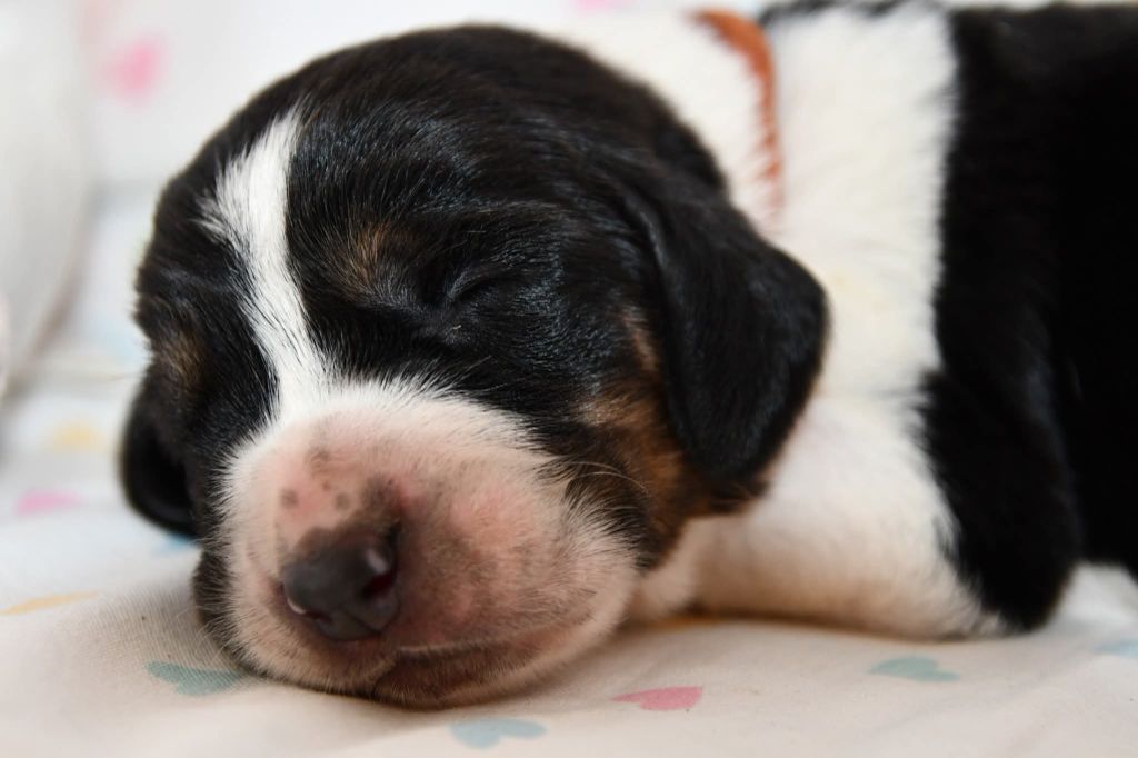 Des Mille Et Une Roses - Chiots disponibles - Basset Hound