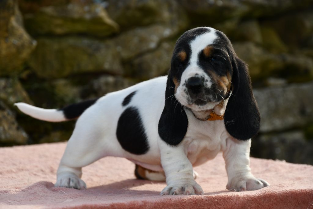 Des Mille Et Une Roses - Chiots disponibles - Basset Hound