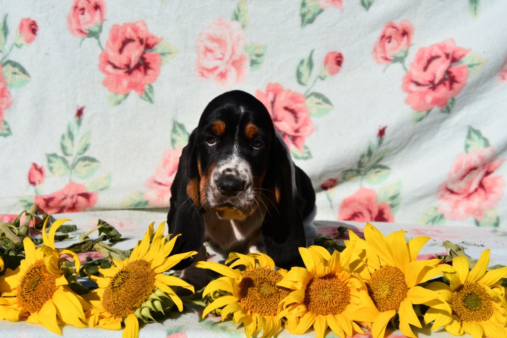Des Mille Et Une Roses - Chiots disponibles - Basset Hound
