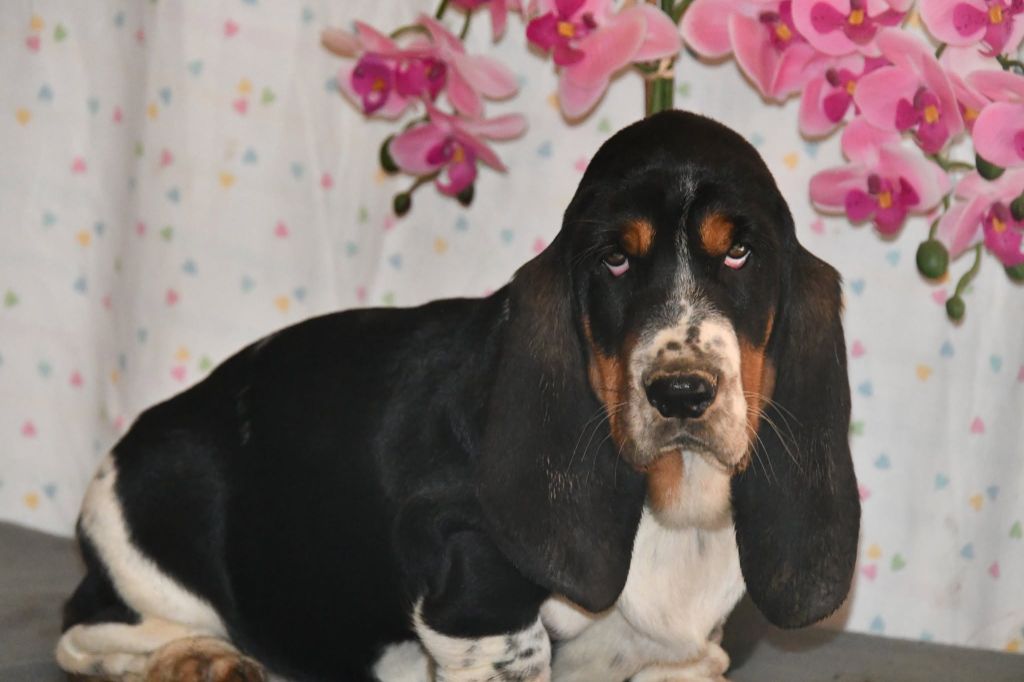 Des Mille Et Une Roses - Chiots disponibles - Basset Hound