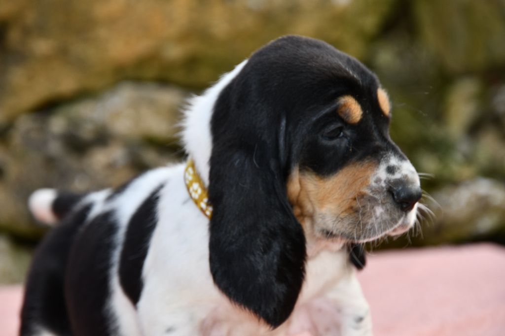 Des Mille Et Une Roses - Chiots disponibles - Basset Hound