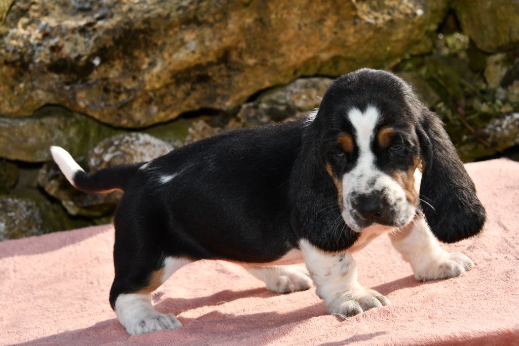 Des Mille Et Une Roses - Chiots disponibles - Basset Hound