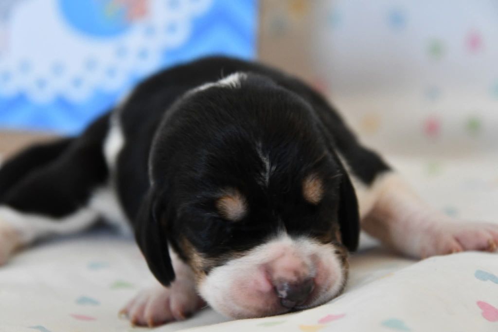 Des Mille Et Une Roses - Chiots disponibles - Basset Hound