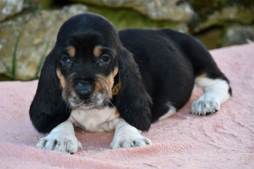 Des Mille Et Une Roses - Chiots disponibles - Basset Hound
