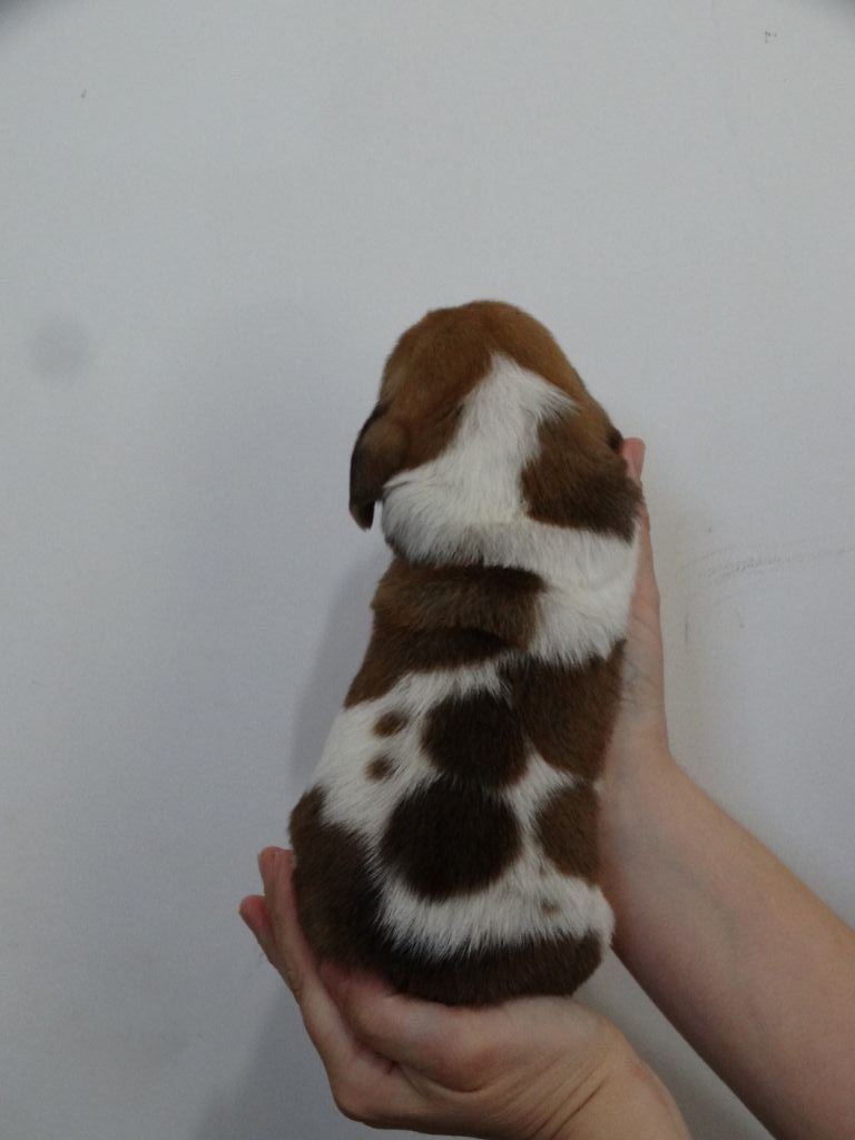 Des Mille Et Une Roses - Basset Hound - Portée née le 26/03/2021