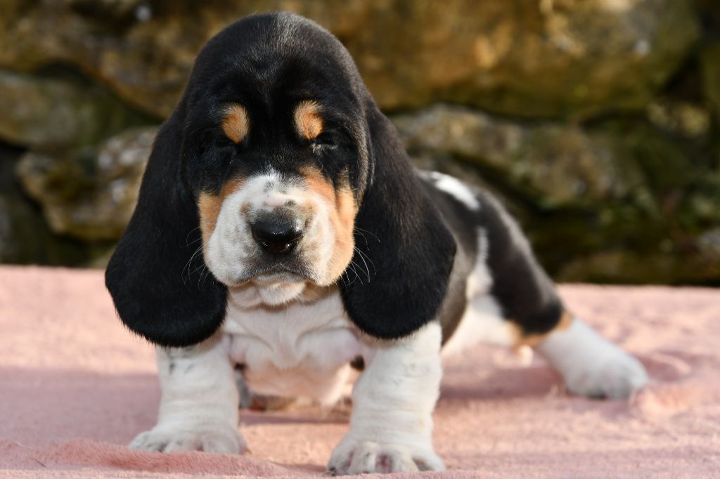Des Mille Et Une Roses - Chiots disponibles - Basset Hound