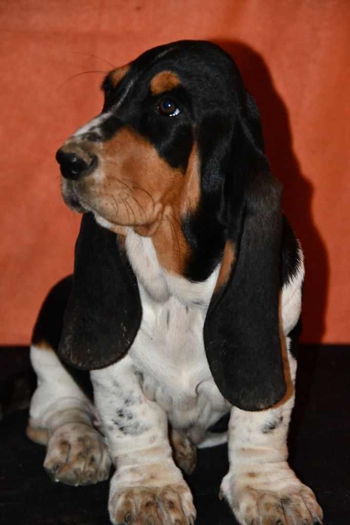 Des Mille Et Une Roses - Chiots disponibles - Basset Hound