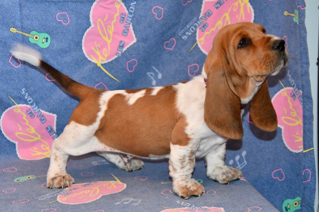 Des Mille Et Une Roses - Chiots disponibles - Basset Hound