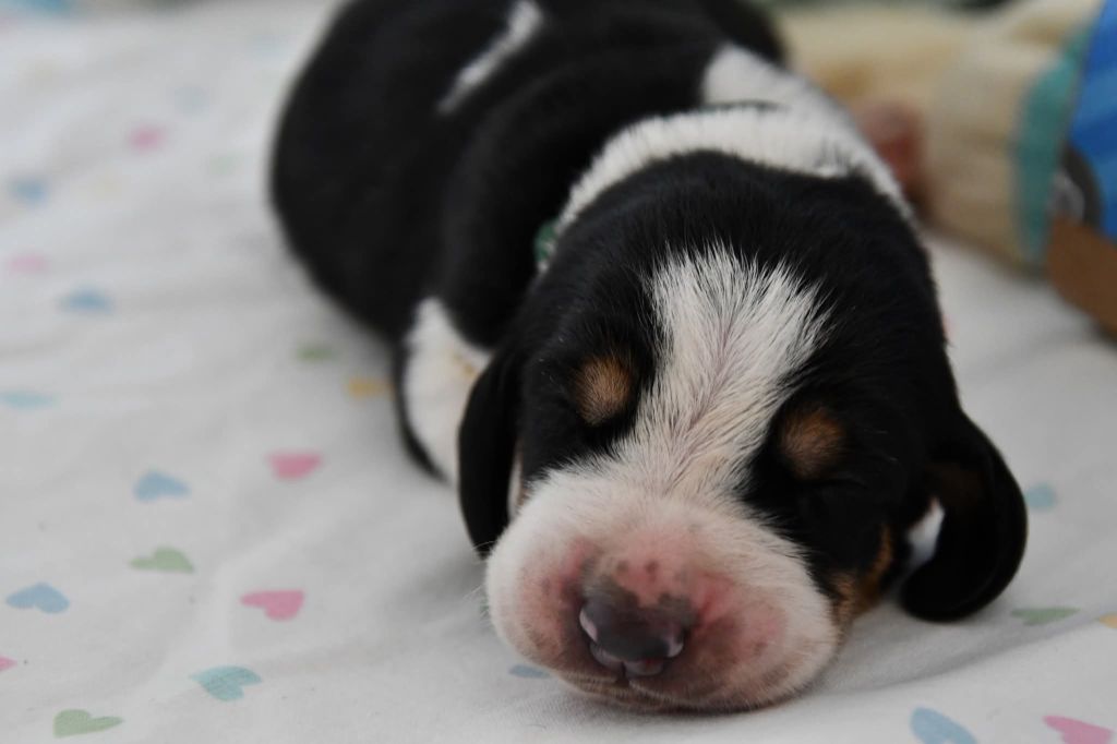 Des Mille Et Une Roses - Chiots disponibles - Basset Hound